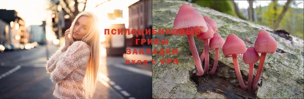 индика Кедровый